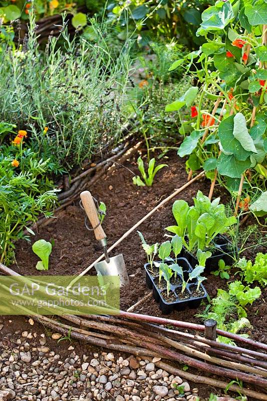 Planting plugs of lettuce and Kohlrabi seedlings in raised vegetable bed.