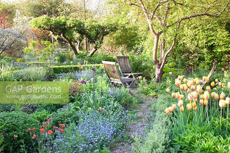 Wooden chairs amongst beds of Tulipa, Myosotis - Forget-me-not and Alliums
