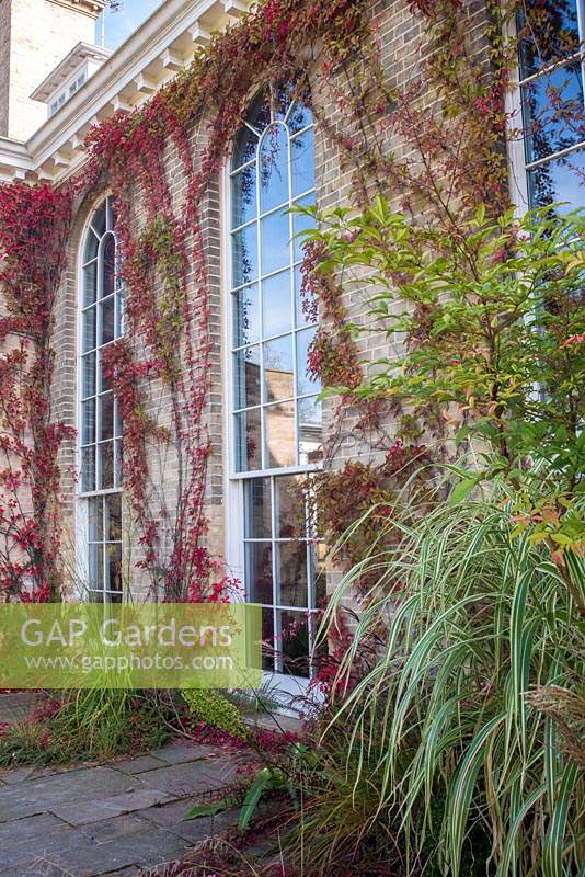 Pathenoicissus quinquefolia - Virginia Creeper - trained between feature windows
 on a house wall