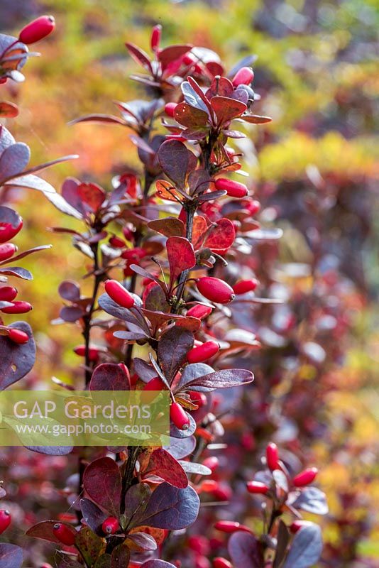 Berberis, upright stems with purple foliage and red berries