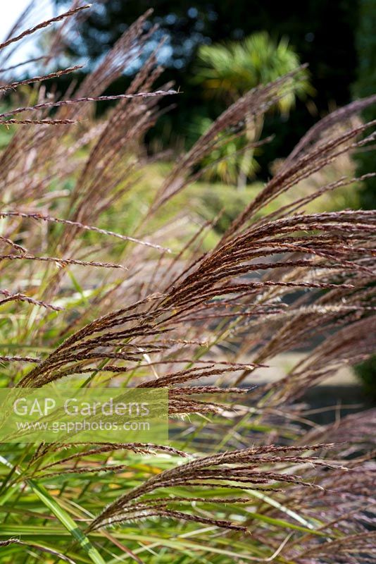 Miscanthus seedheads