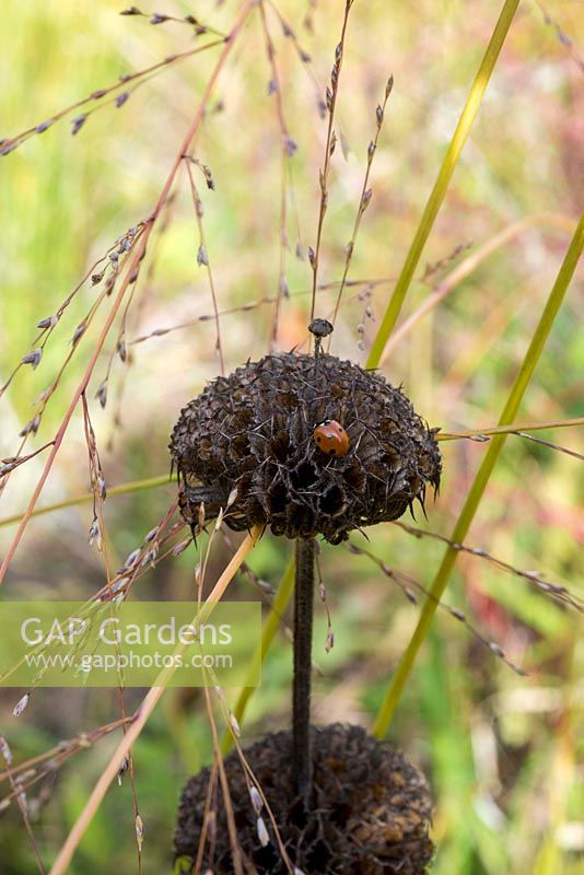 Ladybird on dried Phlomis seedhead