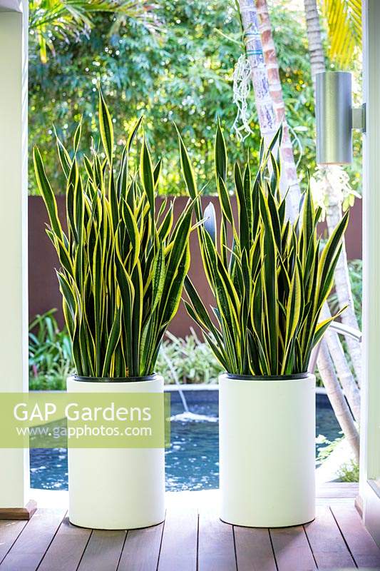 Pair of Sansevieria trifasciata 'Black Gold' in white containers by pool in tropical garden. Von Phister Residence, Key West, Florida, USA. Garden design by Craig Reynolds.