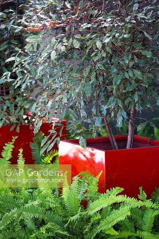 Large feature pot planted with Leea coccinea 'Rubra', set in bed of ferns. Von Phister Residence, Key West, Florida, USA. Garden design by Craig Reynolds.