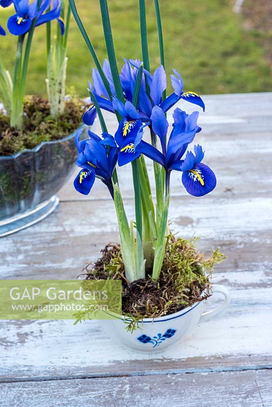 Iris reticulata 'Harmony' potted up in teacup. 