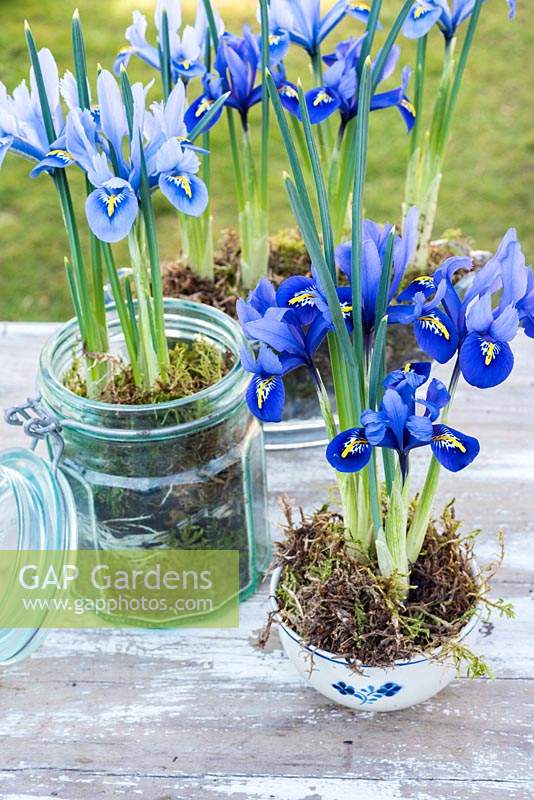 Iris reticulata 'Harmony' and 'Alida' in selection of containers. 