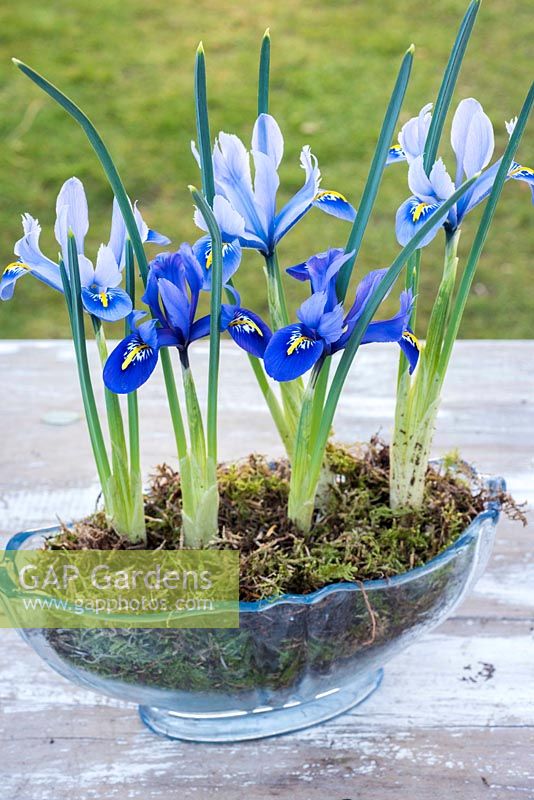 Iris reticulata 'Harmony' and 'Alida' in vintage planted in glass vase with moss.