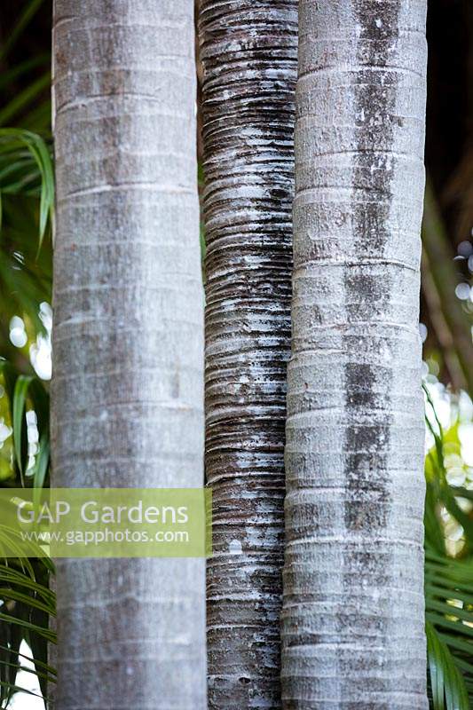 Adonidia merrillii - Manila palm