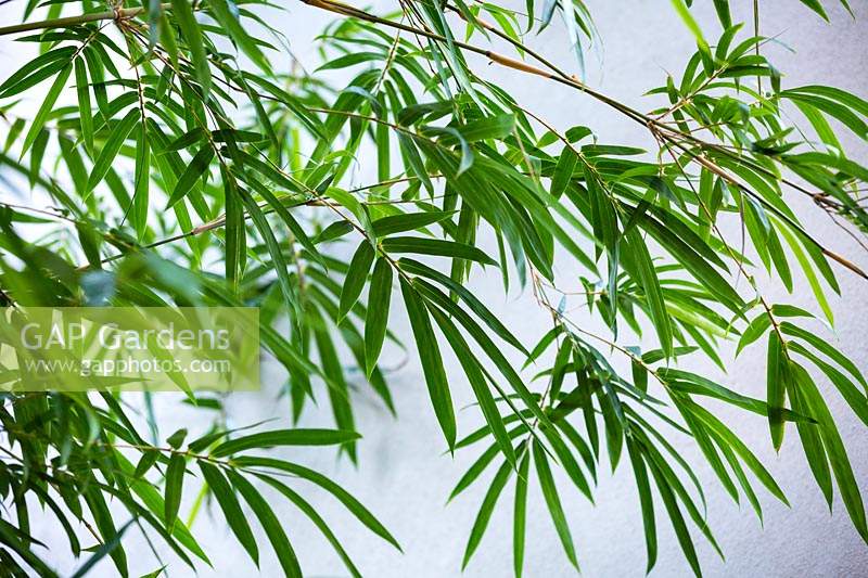 Bambusa textilis gracilis - Slender Weaver's Bamboo

