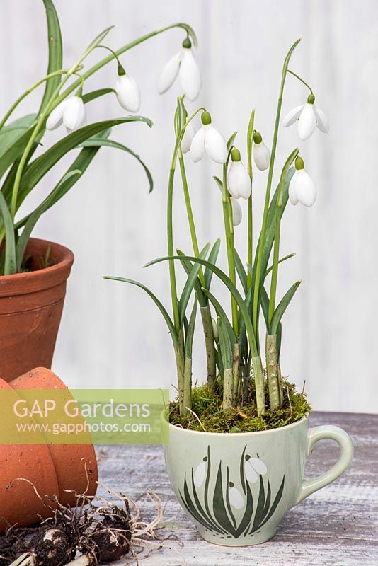 Galanthus nivalis - Snowdrops displayed in vintage 'snowdrop' teacup.
