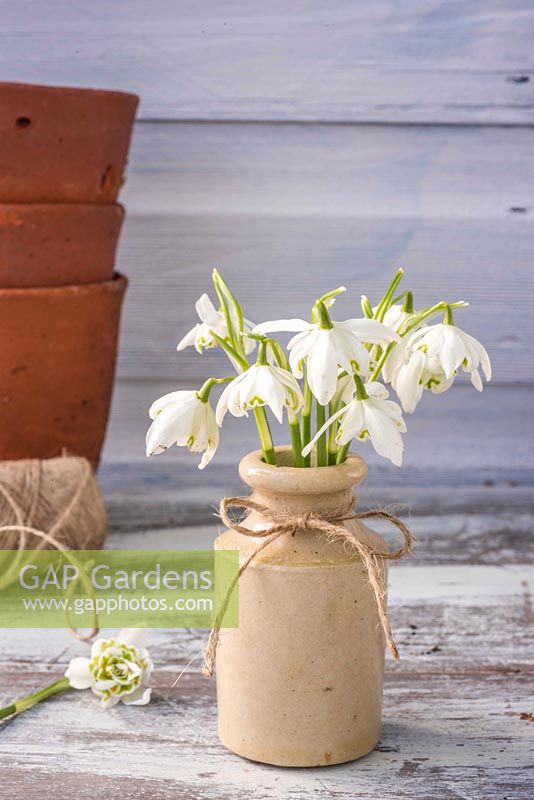 Double Galanthus - Snowdrop - posy displayed in small pottery bottle. 