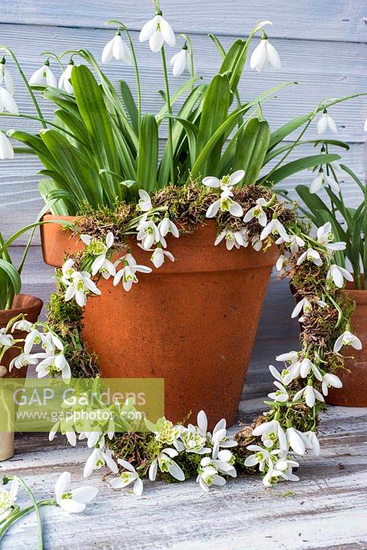 Mossed wreath decorated with Galanthus flowers - Snowdrops.
