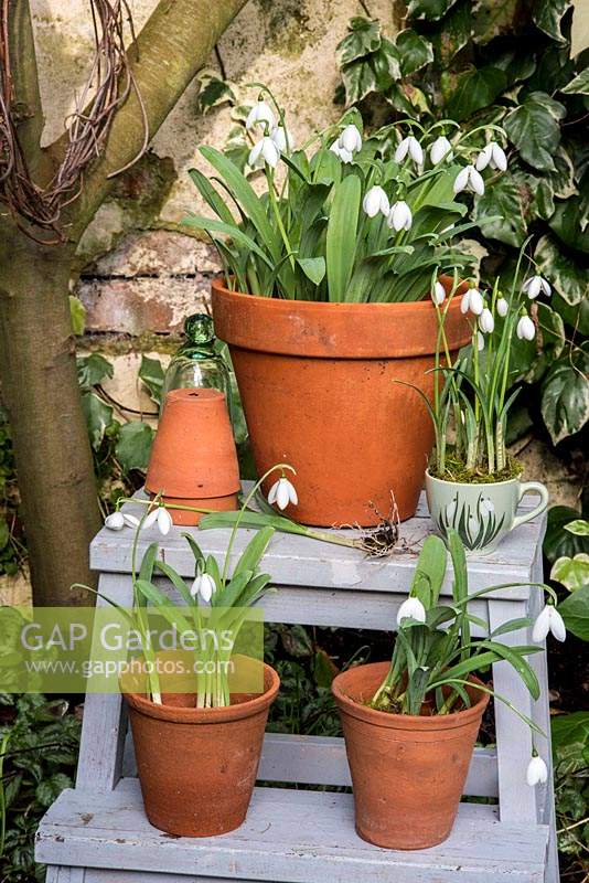 Galanthus - Snowdrops displayed in terracotta pots. 