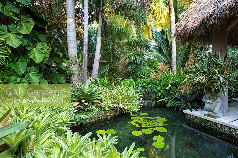 Water lilies in pond in tropical garden. The Jones Residence, Key West, Florida, USA. Garden design by Craig Reynolds.
