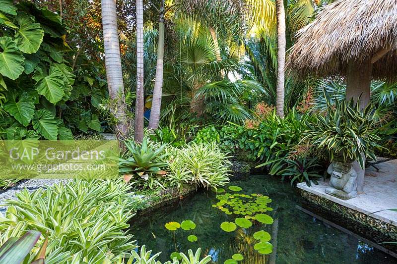 Water lilies in pond in tropical garden. The Jones Residence, Key West, Florida, USA. Garden design by Craig Reynolds.