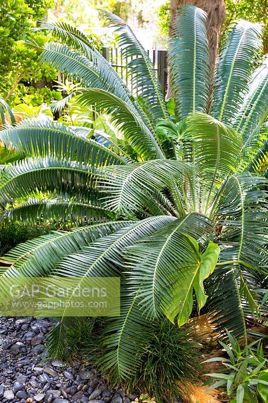 Dioon spinulosum - Giant Dioon