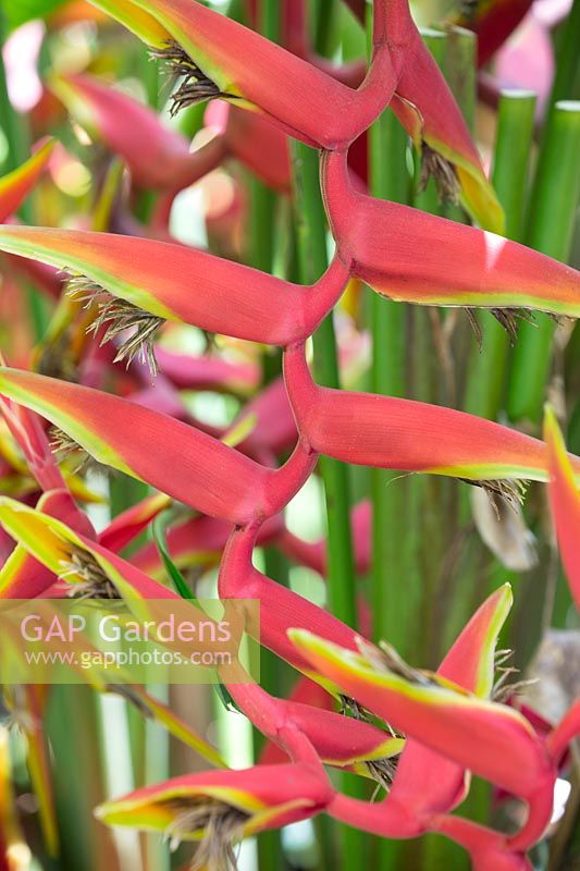Heliconia - Lobsters Claw