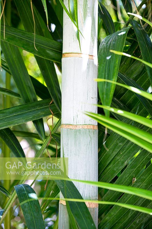 Dypsis cabadae - Cabada palm trunk