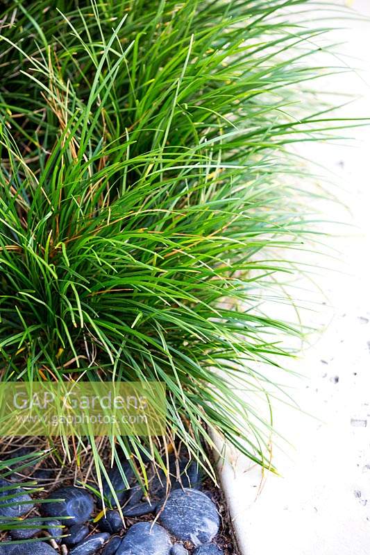 Ophiopogon japonicus - Mondo grass