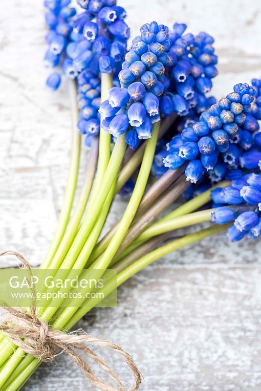 Muscari - Grape hyacinths tied into a posy with string.
