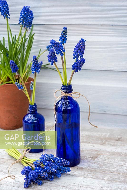 Muscari - Grape hyacinths displayed in blue bottles with posy.