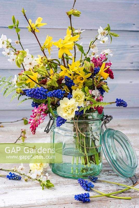 Early wild spring bouquet with Muscari, primroses, blossom, Forysthia, Narcissus and Ribes, displayed in glass jar. 