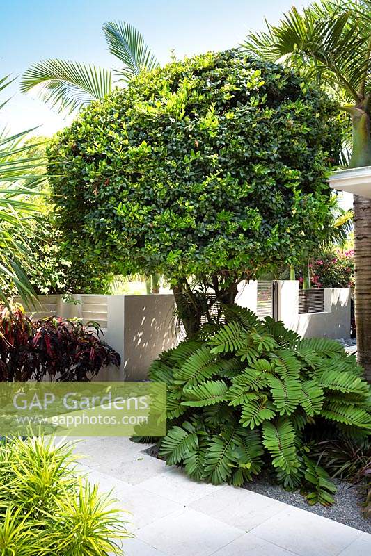 Corner bed with focal point of trimmed Ligustrum japonicum - Japanese Privet - underplanted with Zamia furfuracea - Cardboard Cycad