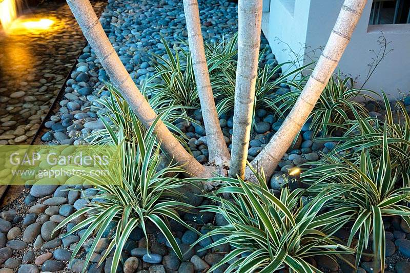 Cobble bed near house planted with Ptychosperma elegans - Saltaire Palm, view of base of trunk underplanted with Phormium - Variegated Flax