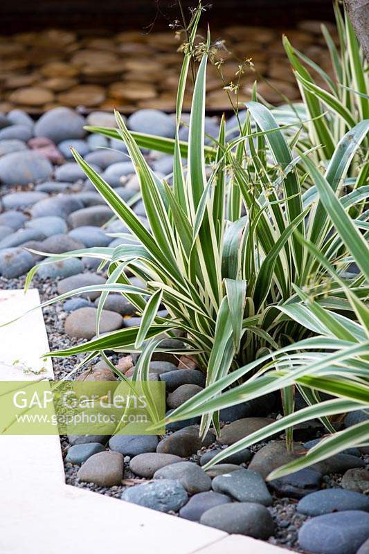 Variegated Phormium - Flax - growing in gravel bed topped with pebbles
