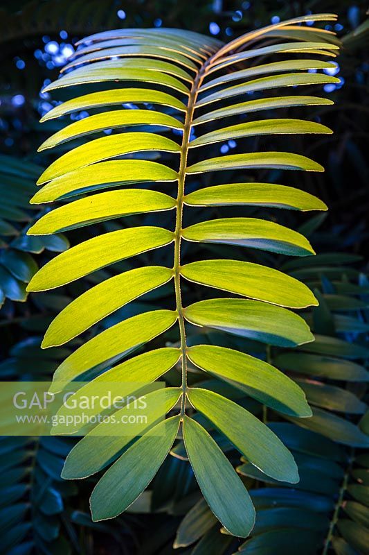 Light on the foliage of Zamia furfuracea - Cardboard Cycad or Palm at night
