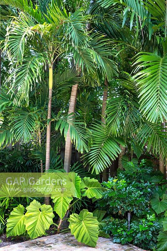 Lush planting in tropical garden. Key West Classic Garden, designed by Craig Reynolds. Key West, Florida, USA.
