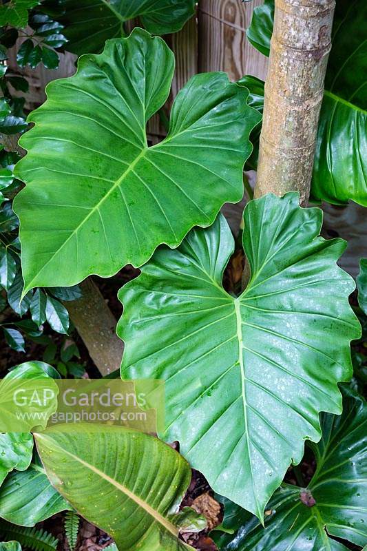 Philodendron wilsonii 