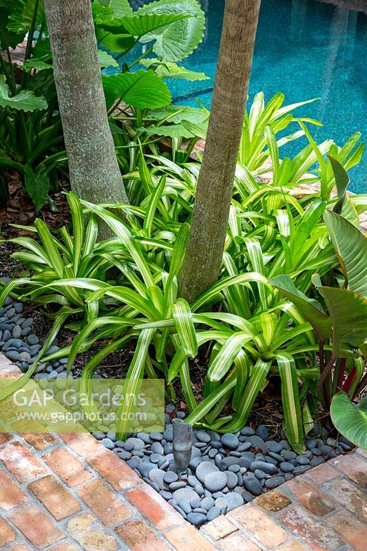 Variegated Neoregelia - Bromeliad - growing inbetween palm trunks in pebble bed