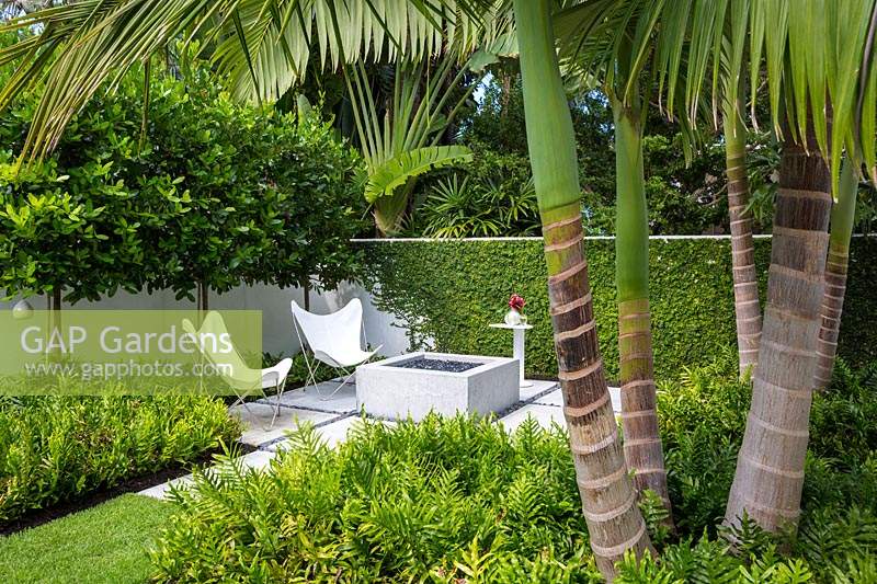 View across beds of Phymatosorus scolopendria under palm trunks to paved area with firepit and chairs
