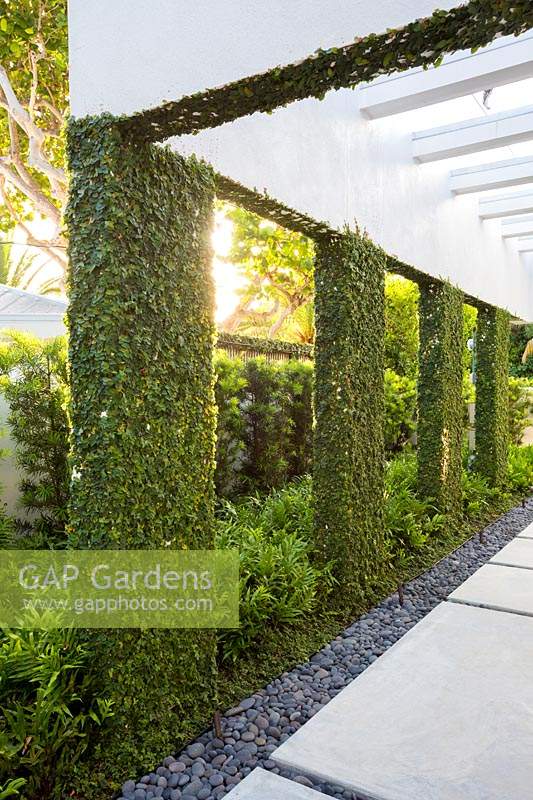 View of pergola supports covered with Ficus pumila - Creeping Fig