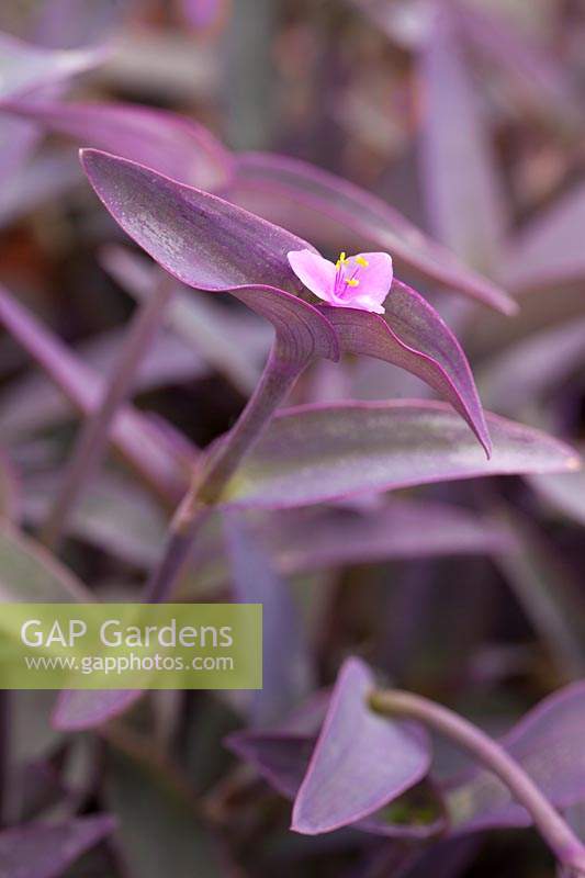 Tradescantia pallida 'Purpurea' - Purple Spiderwort