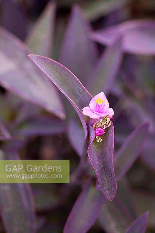 Tradescantia pallida 'Purpurea' - Purple Spiderwort