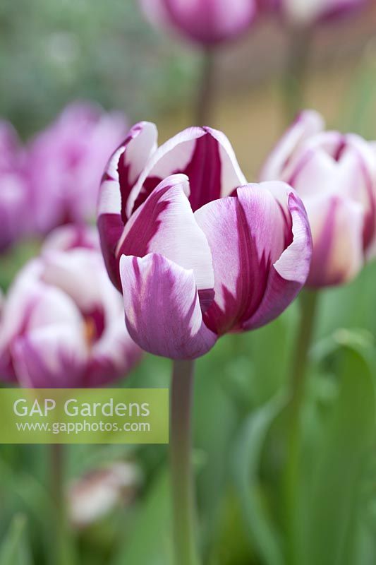 Tulipa 'Rem's Favourite' - Tulip