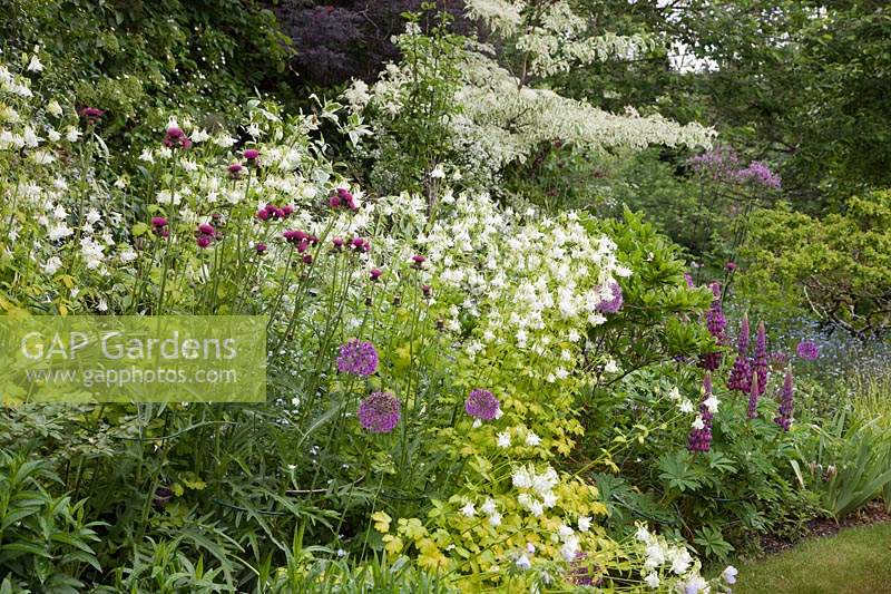 Early summer perennial border with Cirsium rivulare 'Atropurpurem', alliums, lupins and Aquilegia vulgaris 'Mellow Yellow
