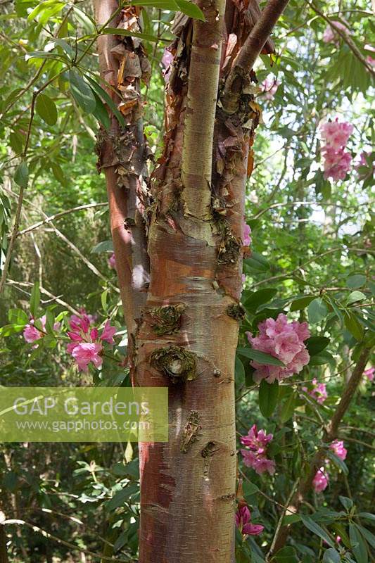 Acer griseum - Paperbark Maple surrounded by pink Rhododendron flowers. 