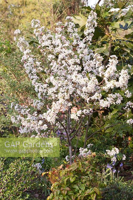Malus x robusta 'Red Sentinel' - Crab apple - blossom on tree in mixed border
