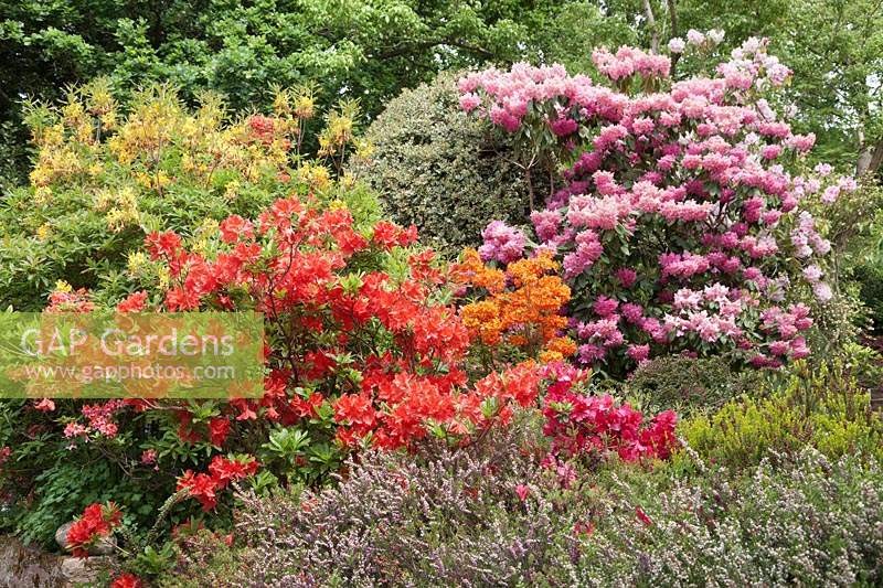 Early summer border with flowering Rhododendrons, including Rhododendron 'Kosters Brilliant Red', Ilex - Holly and heathers. 