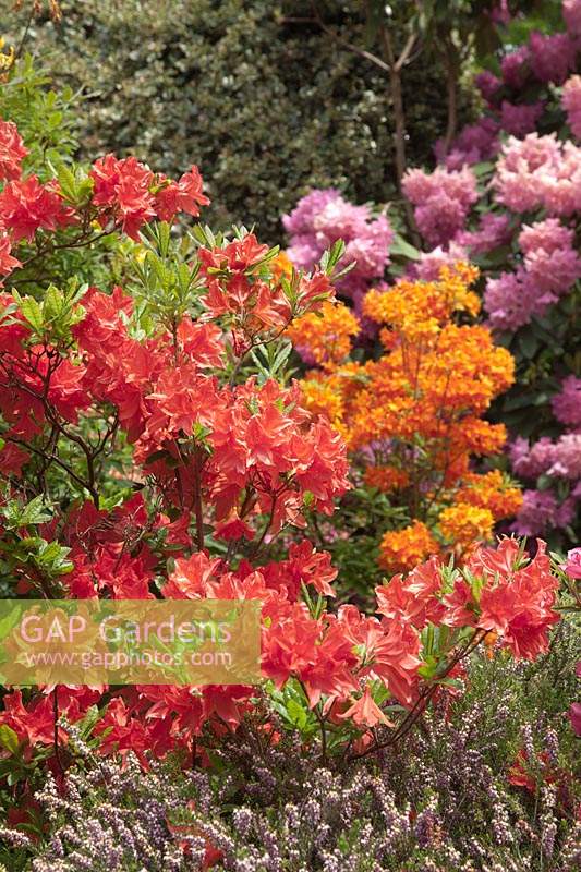Rhododendron 'Kosters Brilliant Red'  - Deciduous Azalea  'Kosters Brilliant Red'