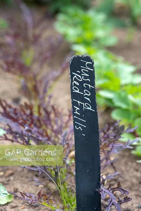 Brassica juncea - 'Mustard Red Frills' label in front of row of young plants growing in the ground
