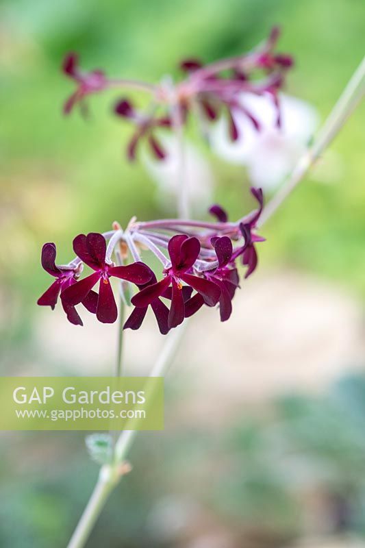 Pelargonium sidoides - South African Geranium 