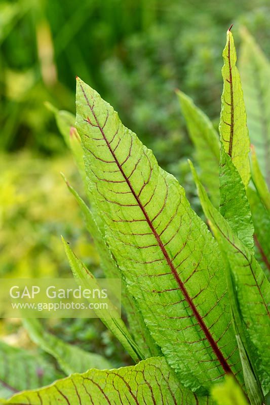 Rumex acetosa - Red veined Sorrel leaf 