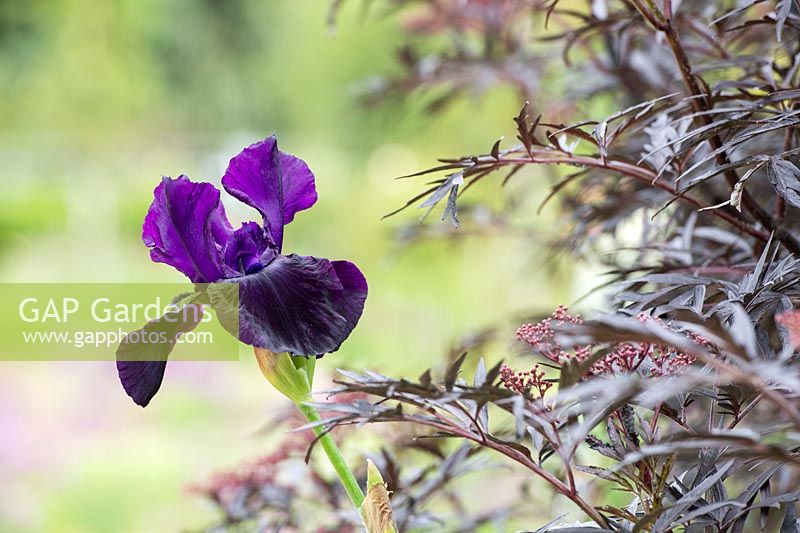 Iris 'Licorice Stick' - Tall Bearded Iris - with Anthriscus sylvestris 'Ravenswing' - Cow Parsley
 'Ravenswing' foliage 