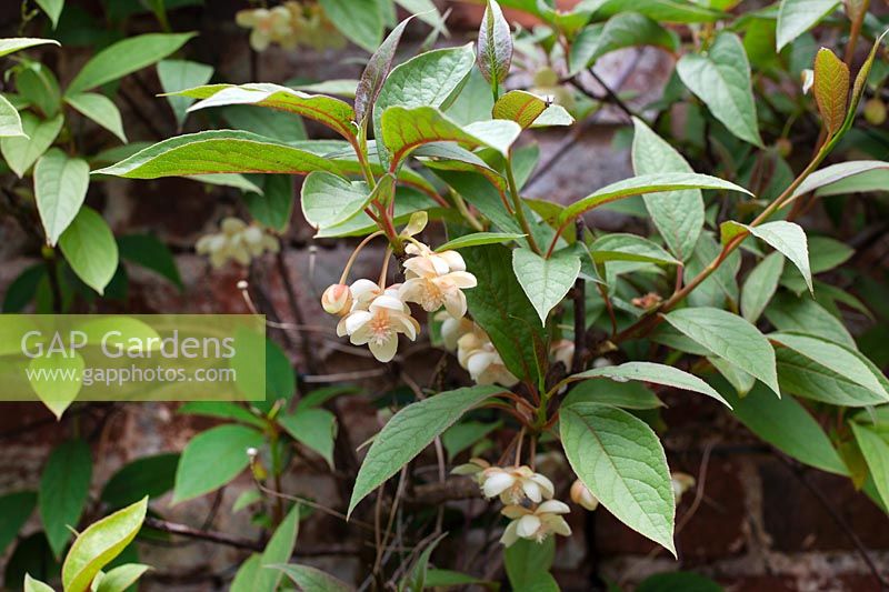 Schisandra grandiflora - Large-flowered Magnolia Vine
 