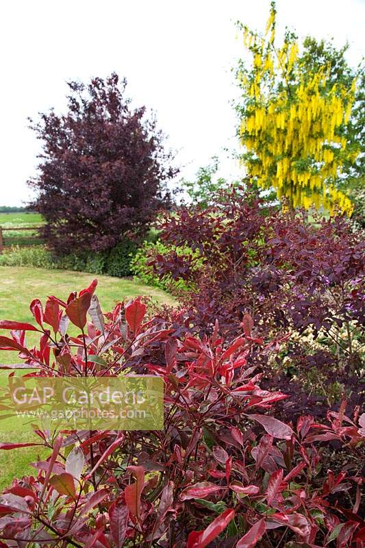 Red-leaved shrubs in curved border, in the colourful front garden of garden designer Karen Tatlow.
