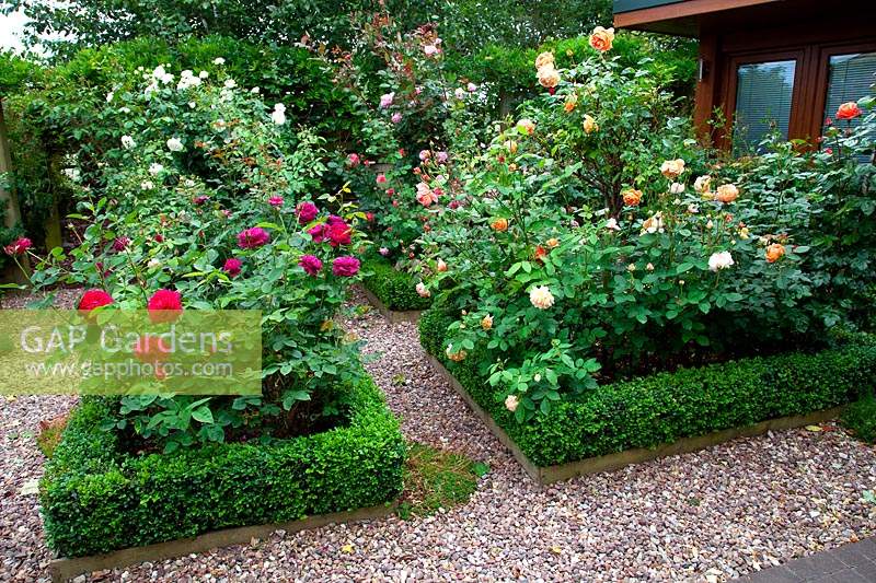 Buxus-edged borders in the traditional rose garden, in garden of designer Karen Tatlow. 